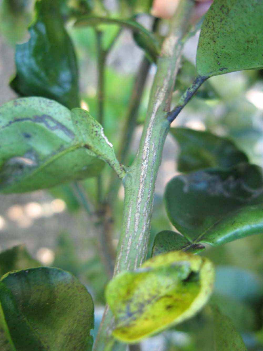              Second - third year twig (Winter Haven, FL)       